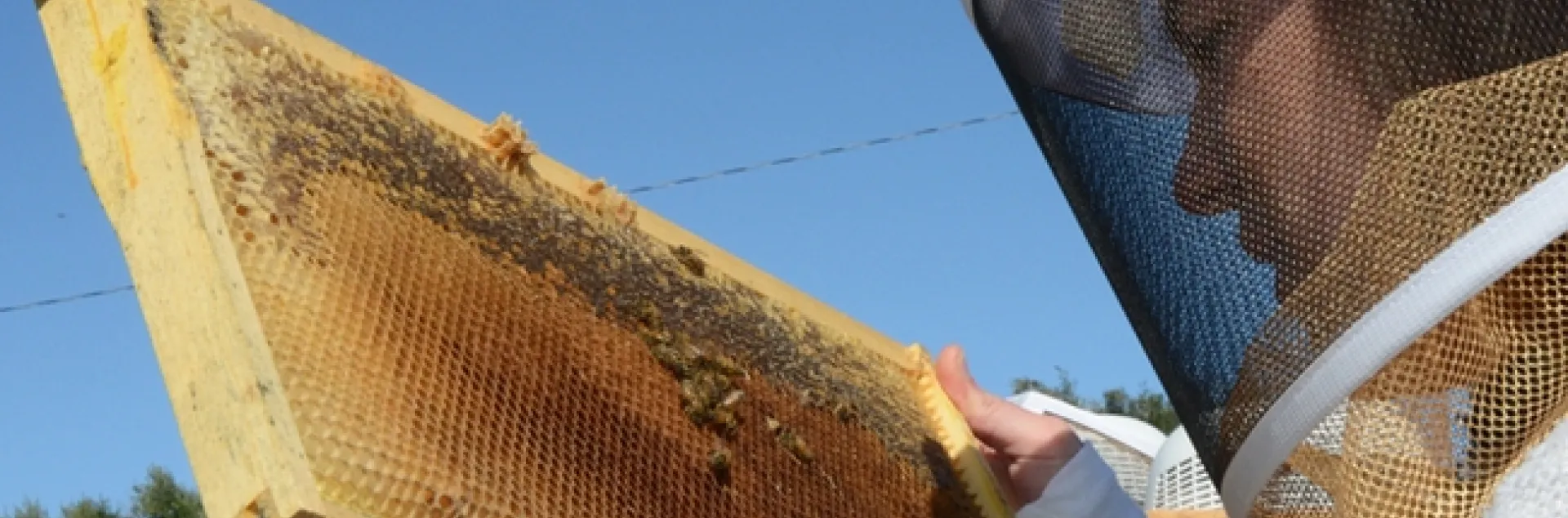When it comes to gender, most beekeepers are males. In national beekeeping groups women represent less than a third of leadership positions, according to the Bee Culture magazine. (Photo by Kathy Keatley Garvey)