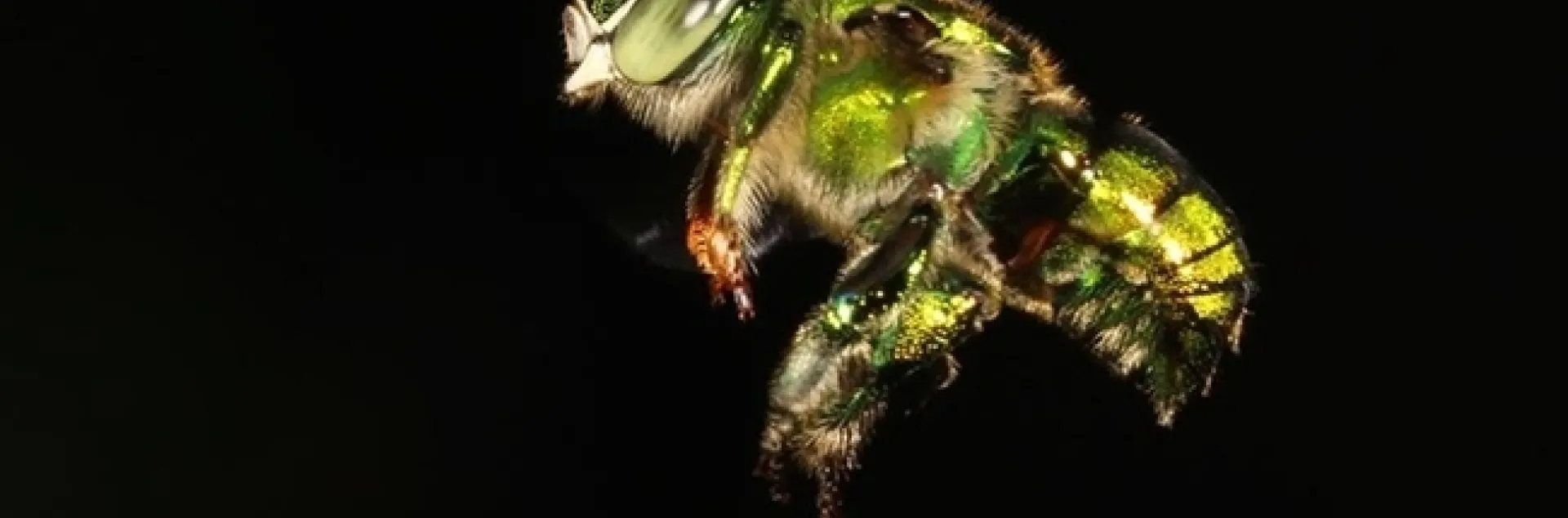 An orchid bee in flight. UC Davis researcher Santiago Ramirez will discuss his work at the fourth annual UC Davis Bee Sympoisum on March 3. (Photo by Santiago Ramirez)