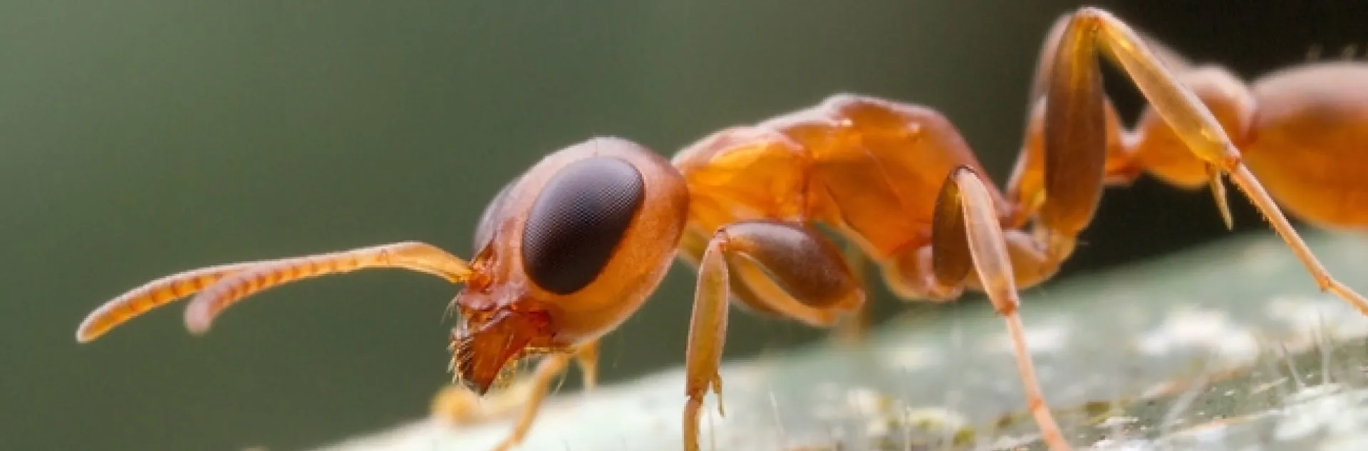 This is a big-eyed ant, Pseudomyrmex boopis. Alexander Wild, who received his doctorate in entomology from UC Davis and is now curator of entomology, University of Austin, Texas, captured this image in Armenia, Belize. See more of his images at alexanderwild.com. (Copyrighted by Alex Wild and used with permission)
