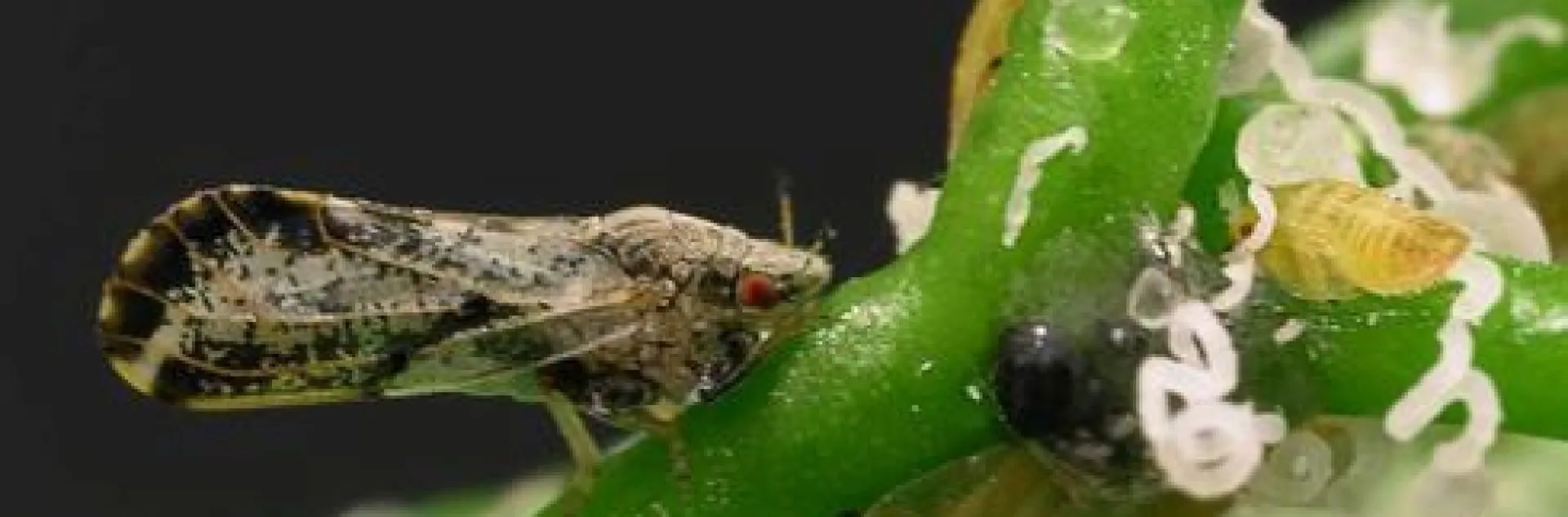 Asian citrus psyllid adult and nymphs. [Credit: ME Rogers]