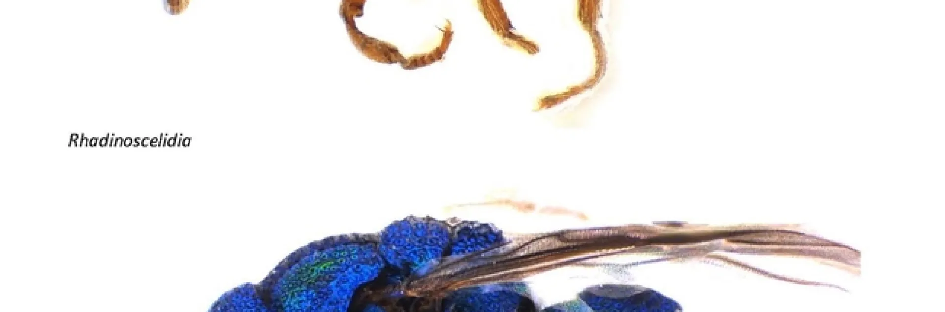 Comparison of Rhadinoscelidia (top) and Chrysididae. (Photo courtesy of Lynn Kimsey)