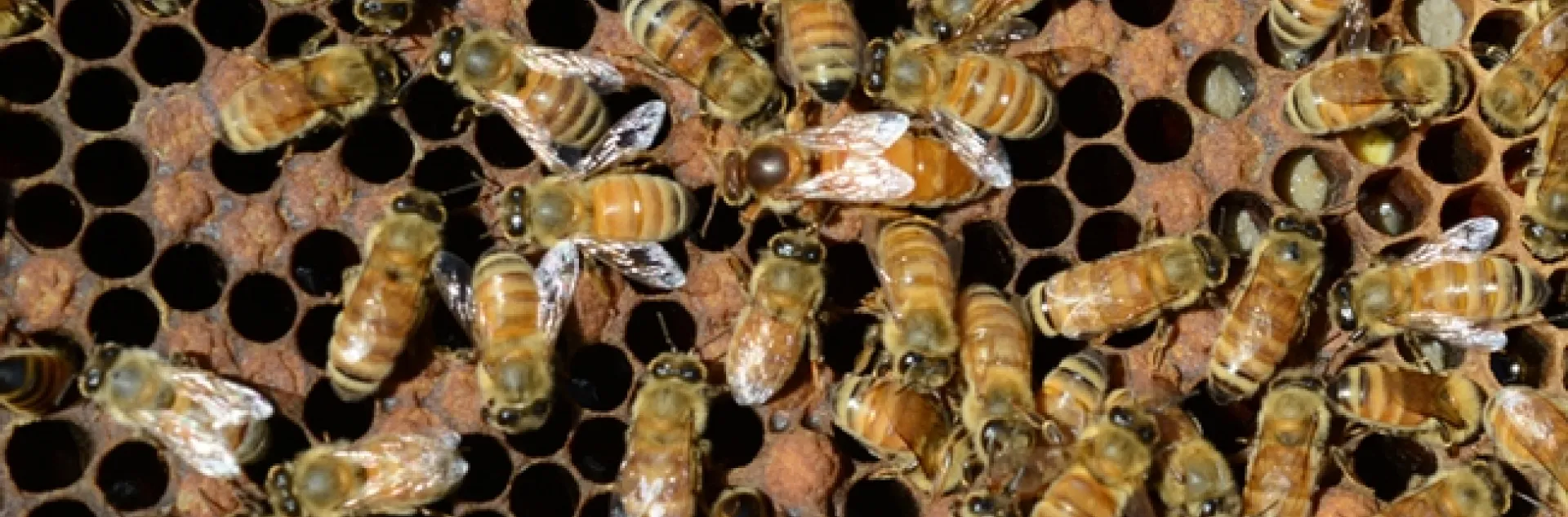 The evolutionary history of honey bees dates back to at least 30 million years ago. (Photo by Kathy Keatley Garvey)