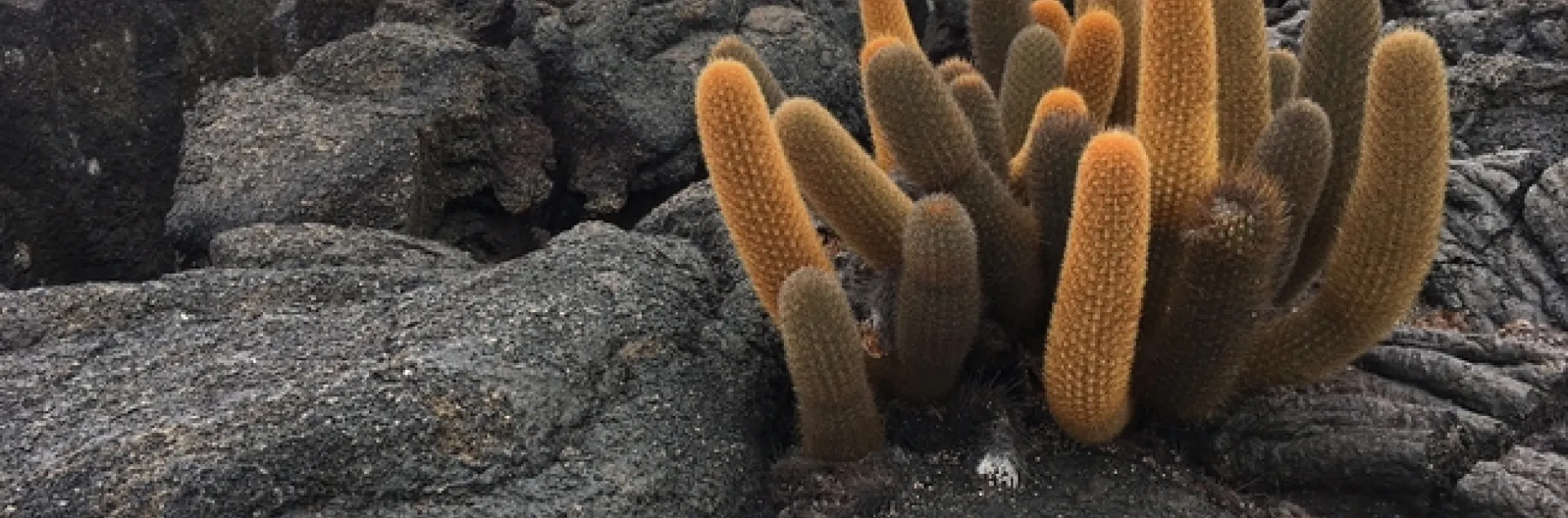 Lava Cactus