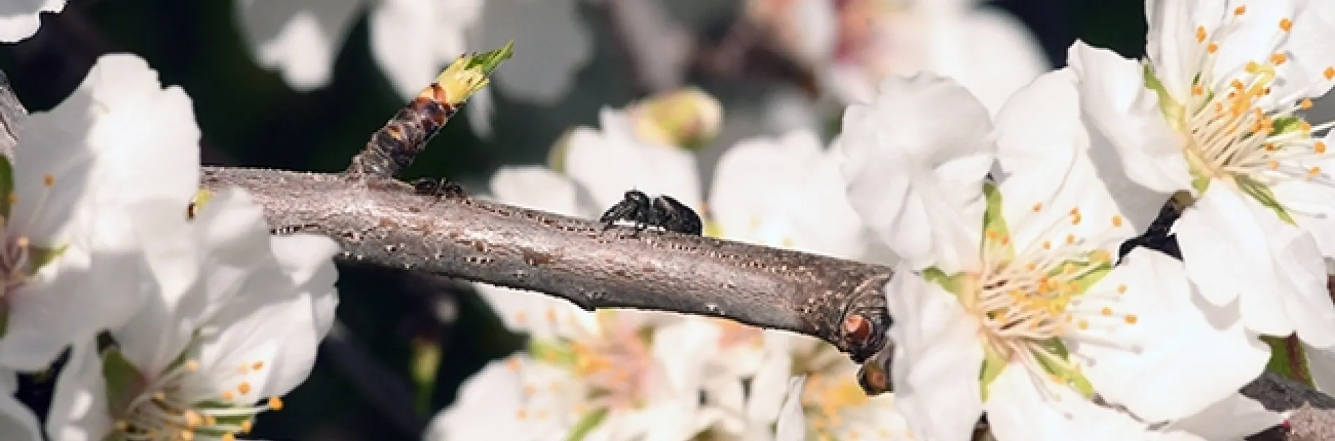 Can you see an ant and a spider in this photo of an almond tree? It's a winter ant, Prenolepis imparis and a jumping spider, Salticidae. (Photo by Kathy Keatley Garvey)