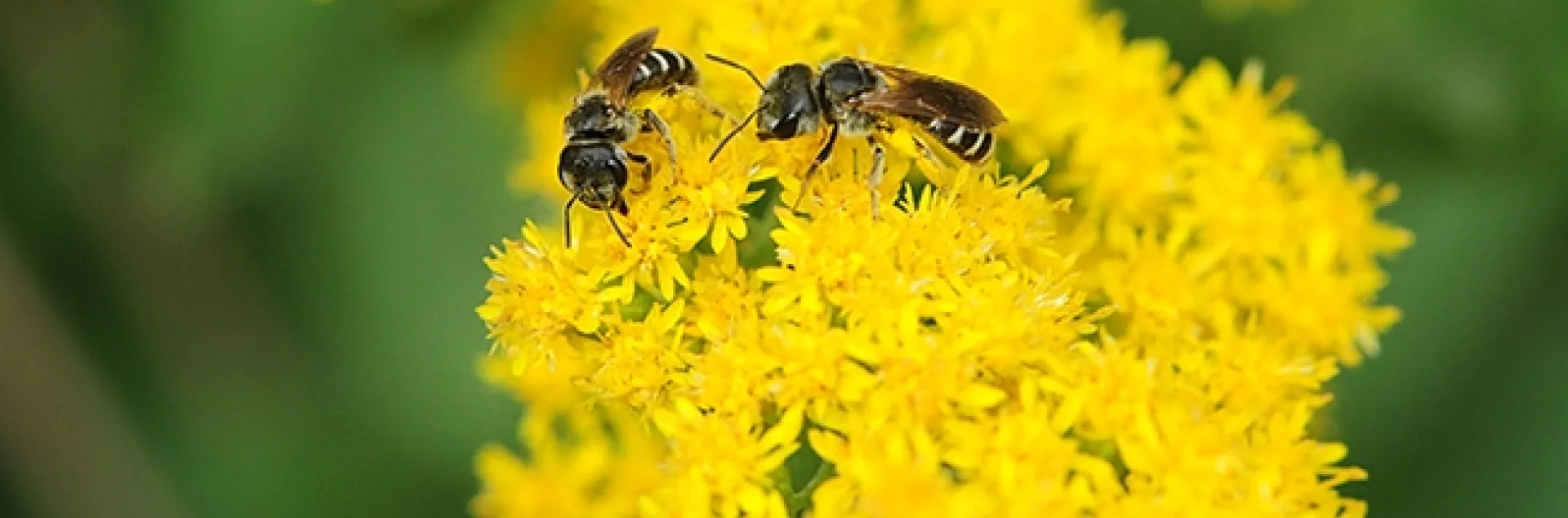 Female sweat bees, Halictus ligatus, on goldenrod at the UC Davis Arboretum and Public Garden. (Photo by Kathy Keatley Garvey)