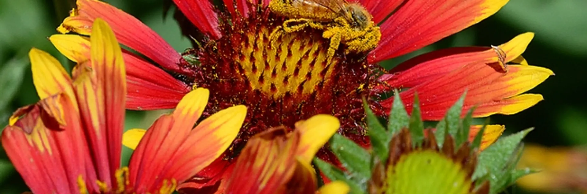 A pollen-covered honey bee forages on a Gallardia. (Photo by Kathy Keatley Garvey)
