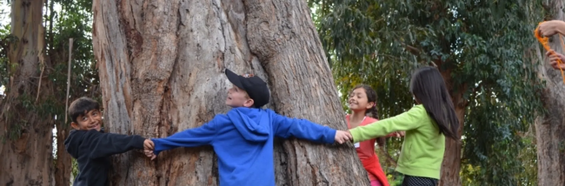 Youth circling around a large tree