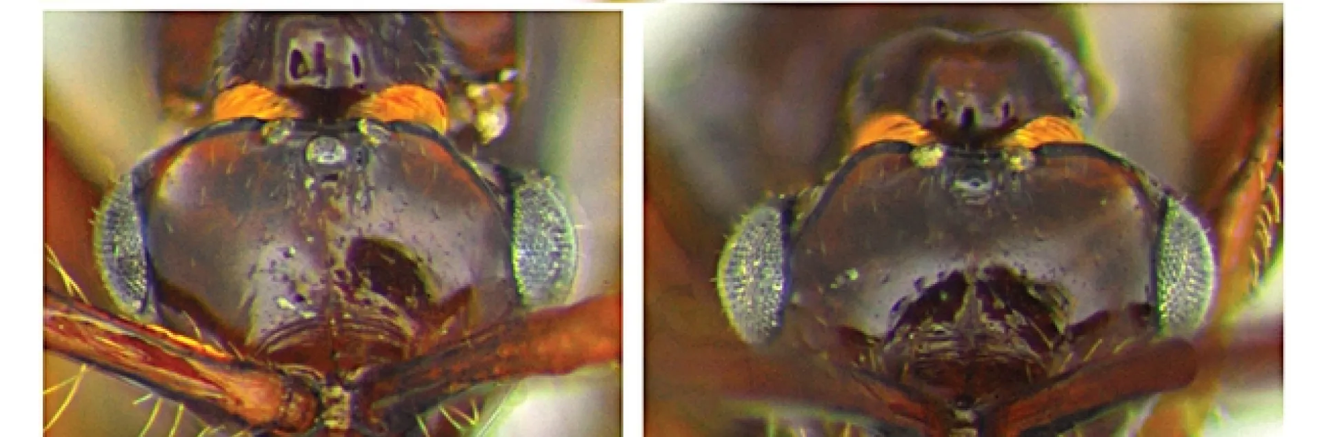 Heads of Rhadinoscelidia malaysiae species. "One of the most unusual things about these wasps is the weird head deformities," says Lynn Kimsey. "I’ve never seen it in any other wasps or bees that I’ve studied."