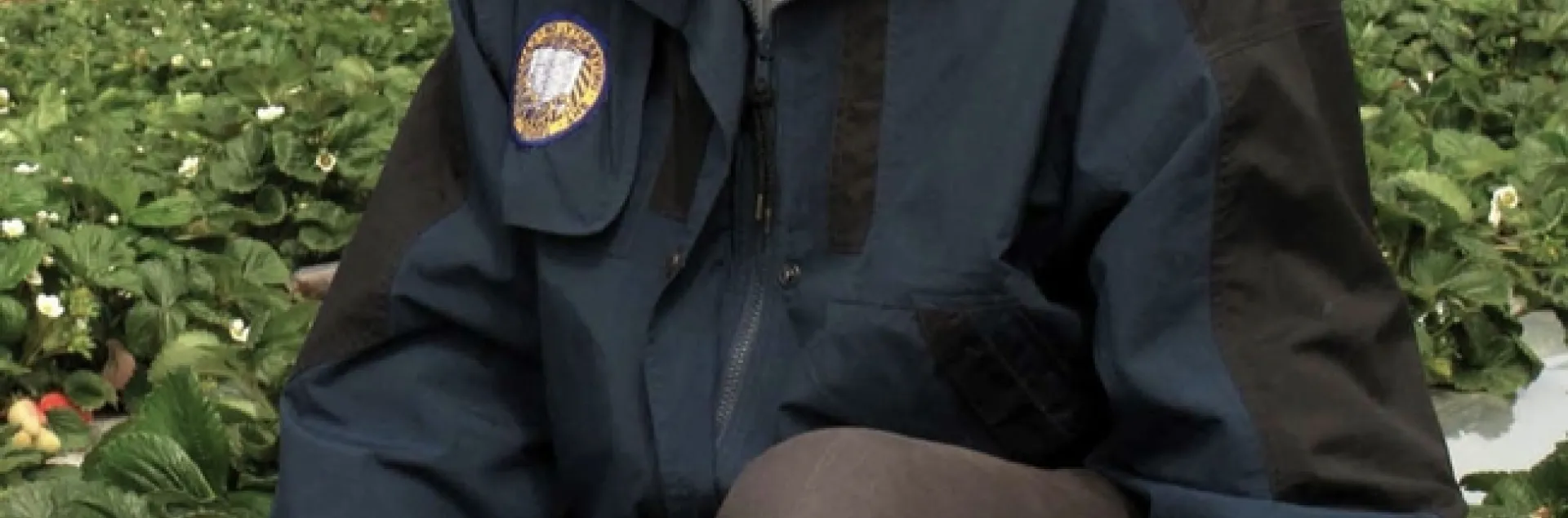 IPM specialist Frank Zalom, UC Davis distinguished professor of entomology and Extension entomologist, checks over a strawberry field.