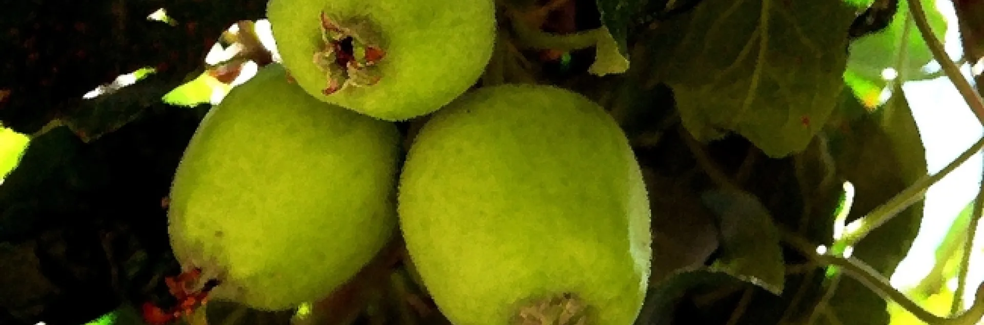Apple Trees at Lake Arrowhead's Orchard Bay.