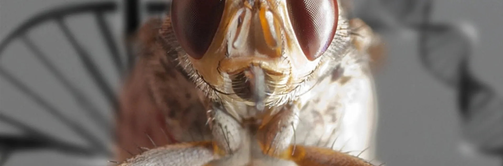 This amazing photo of a tsetse fly (Glossina genus) is the work of UC Davis medical entomologist Geoffrey Attardo. His lab "uses a combination of biochemistry, molecular genetics and cell biology to study the interactions between African trypanosomes and tsetse flies." (Image by Geoffrey Attardo)