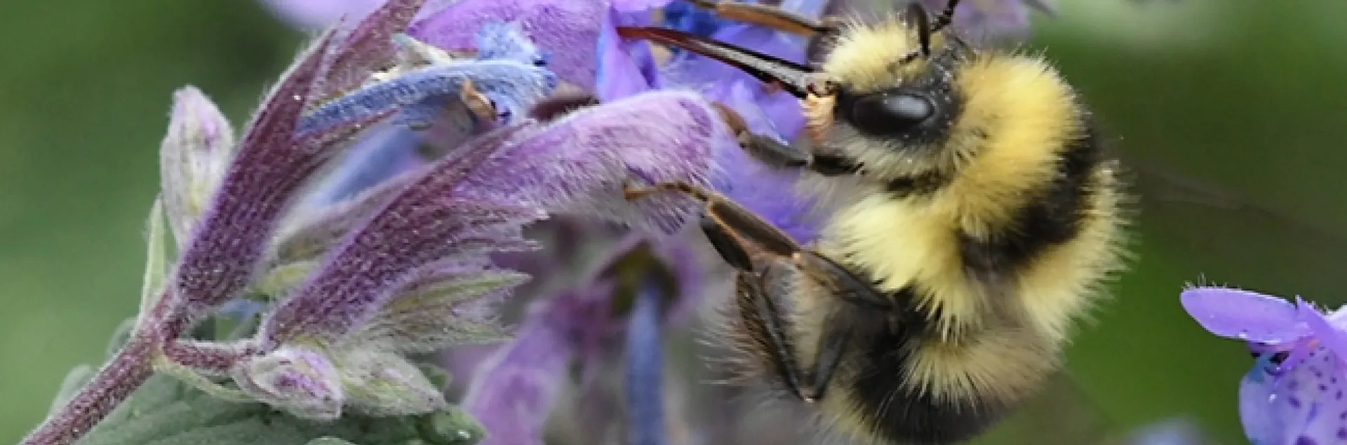 A bumble bee, Bombus melanopygus, nectaring on lavender in Vacaville, Calif. (Photo by Kathy Keatley Garvey)