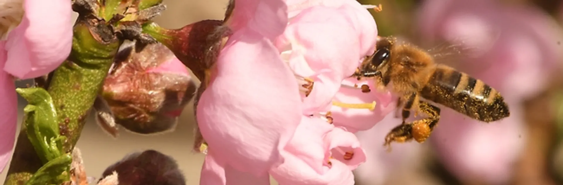 A honey bee pollinating a nectarine blossom in Vacaville, Calif. (Photo by Kathy Keatley Garvey)