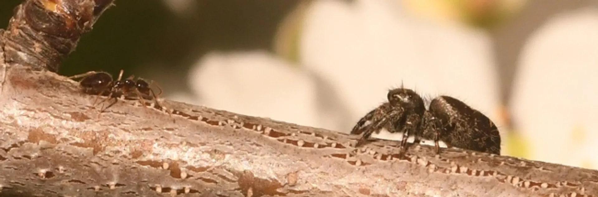 A winter ant, Prenolepis imparis, encounters a Phidippus, jumping spider in an almond tree on Bee Biology Road, UC Davis. (Photo by Kathy Keatley Garvey)