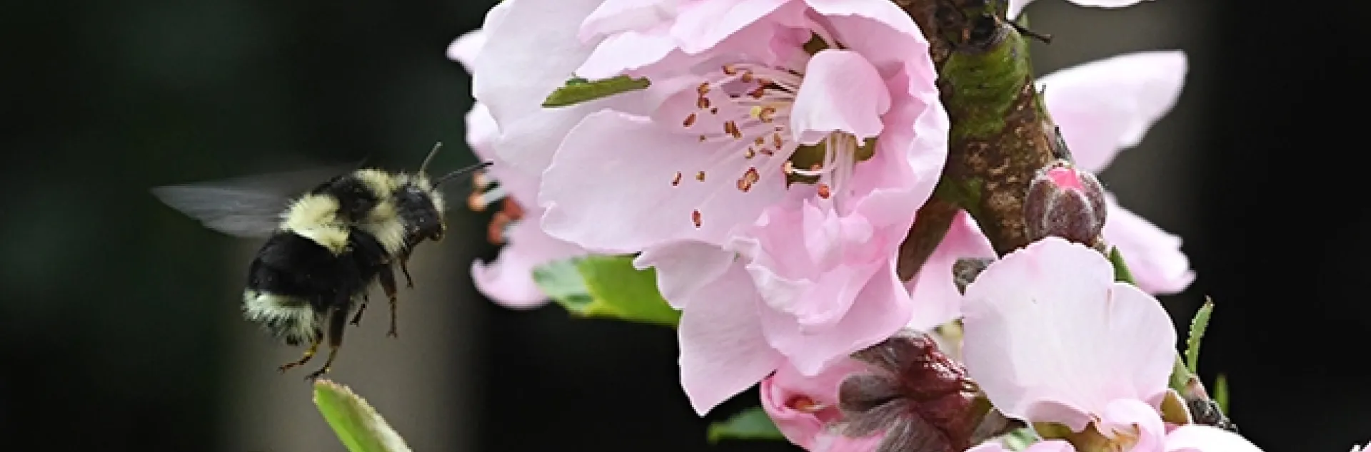 A black-tailed bumble bee, Bombus melanopygus, heads for a nectarine tree in Vacaville, Calif. on March 18. (Photo by Kathy Keatley Garvey)