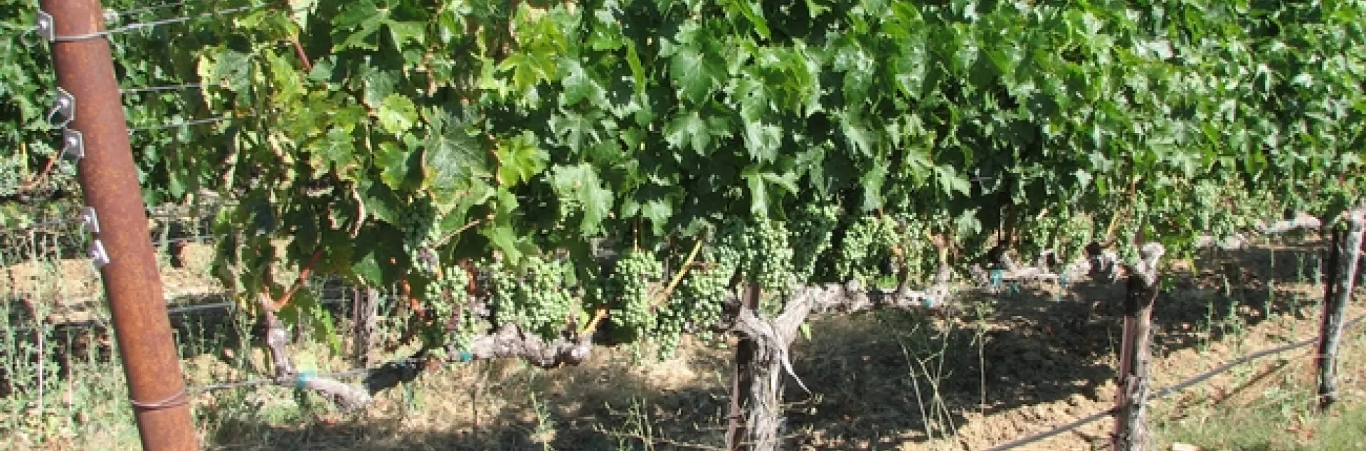 A red winegrape canopy