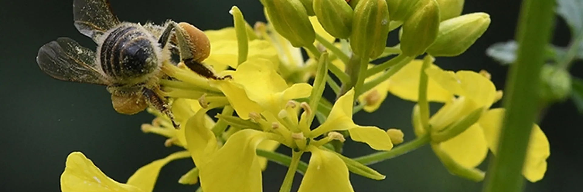 A honey bee and a lady beetle, aka lady bug, thrust deep inside a mustard blossom. (Photo by Kathy Keatley Garvey)