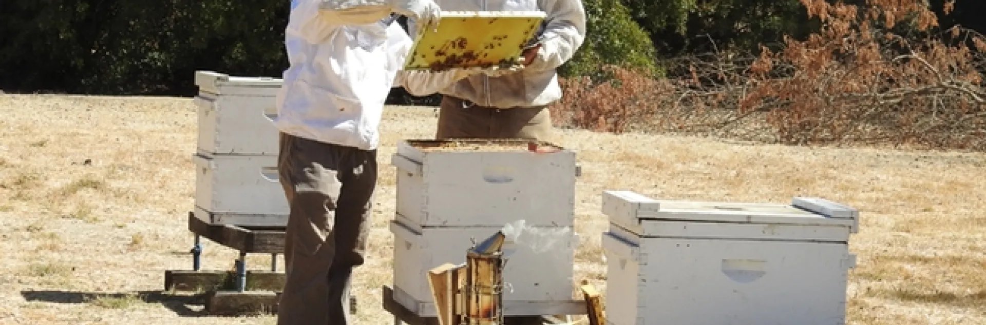 This was the scene at the Harry H. Laidlaw Research Facility, UC Davis, for a testing of applicants for the California Master Beekeeper Program. (Photo by Kathy Keatley Garvey)