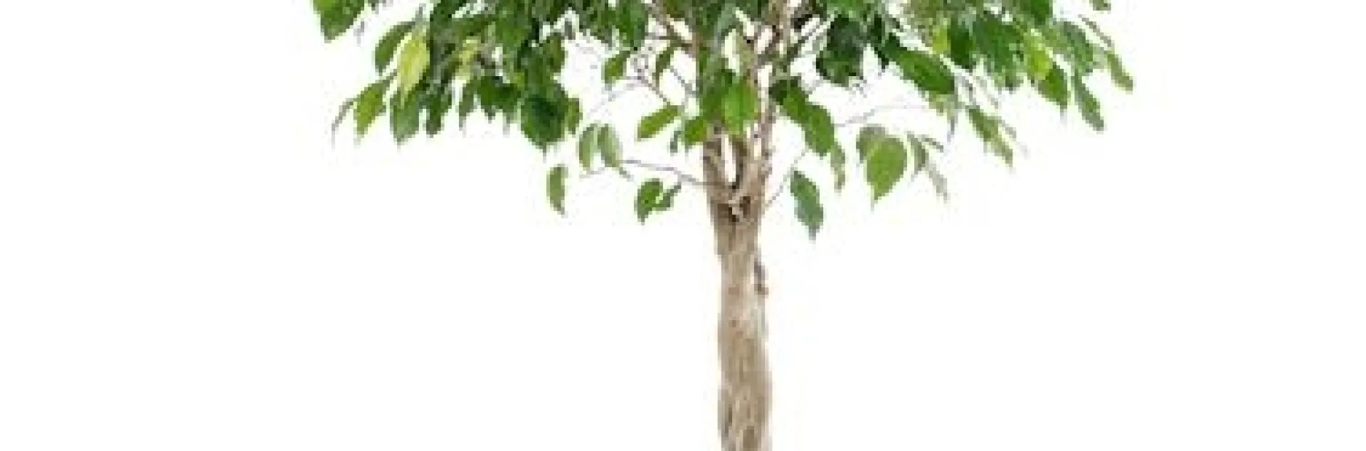 Ficus benjamina