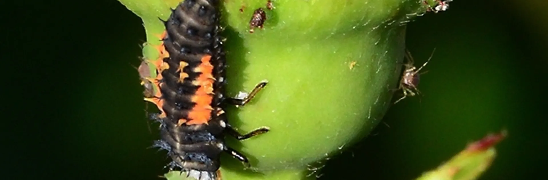 Larva of lady beetle munching on an aphid. (Photo by Kathy Keeatley Garvey)
