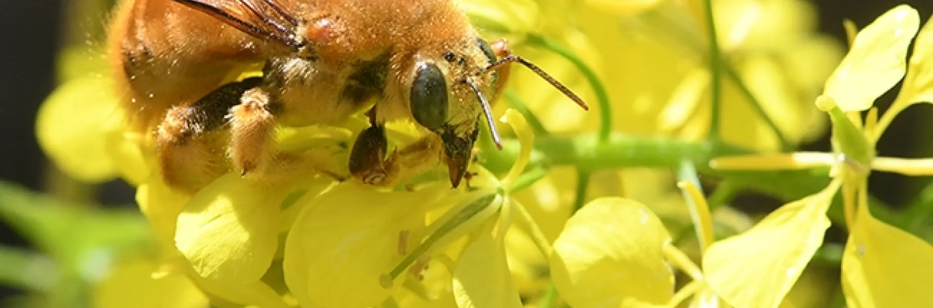 A male Valley carpenter bee, Xylocopa varipuncta, nectars on a a mustard blossom in Vacaville, Calif. on Sunday, March 25. (Photo by Kathy Keatley Garvey)