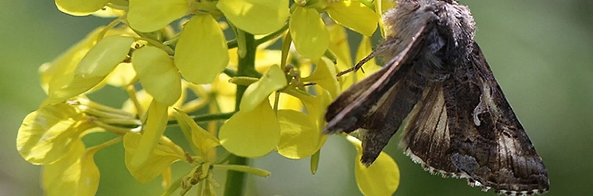 The alfalfa looper moth, Autographa californica, nectaring on mustard blossoms in Vacaville, Calif. (Photo by Kathy Keatley Garvey)