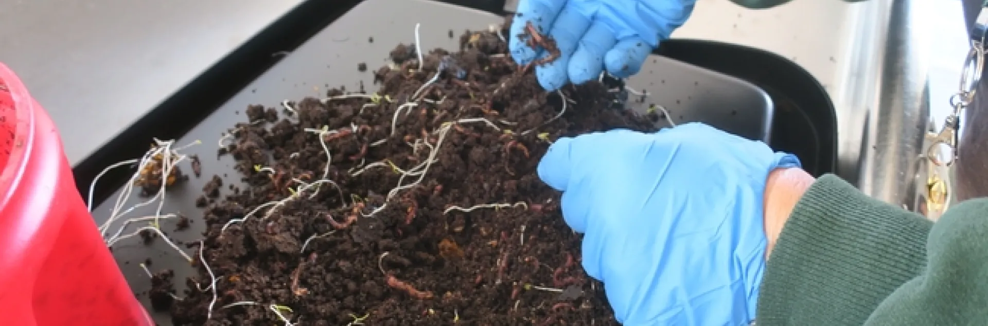 Harvesting Worms