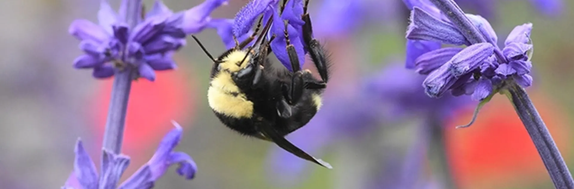 A yellow-faced bumble bee, Bombus vosnesenskii, on Salvia "Indigo Spires" in Kate Frey's pollinator garden at the Sonoma Cornerstone. (Photo by Kathy Keatley Garvey)