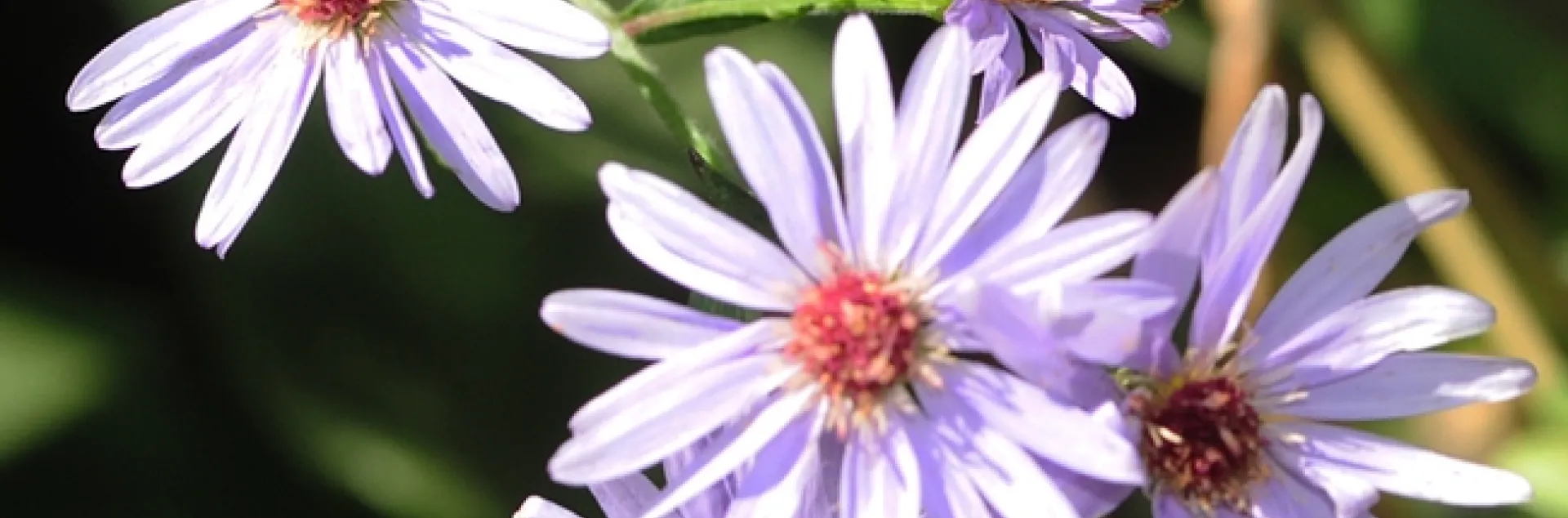 Honey bee nectaring on an aster. Many asters will be for sale at UC Davis on Saturday, April 7. (Photo by Kathy Keatley Garvey)