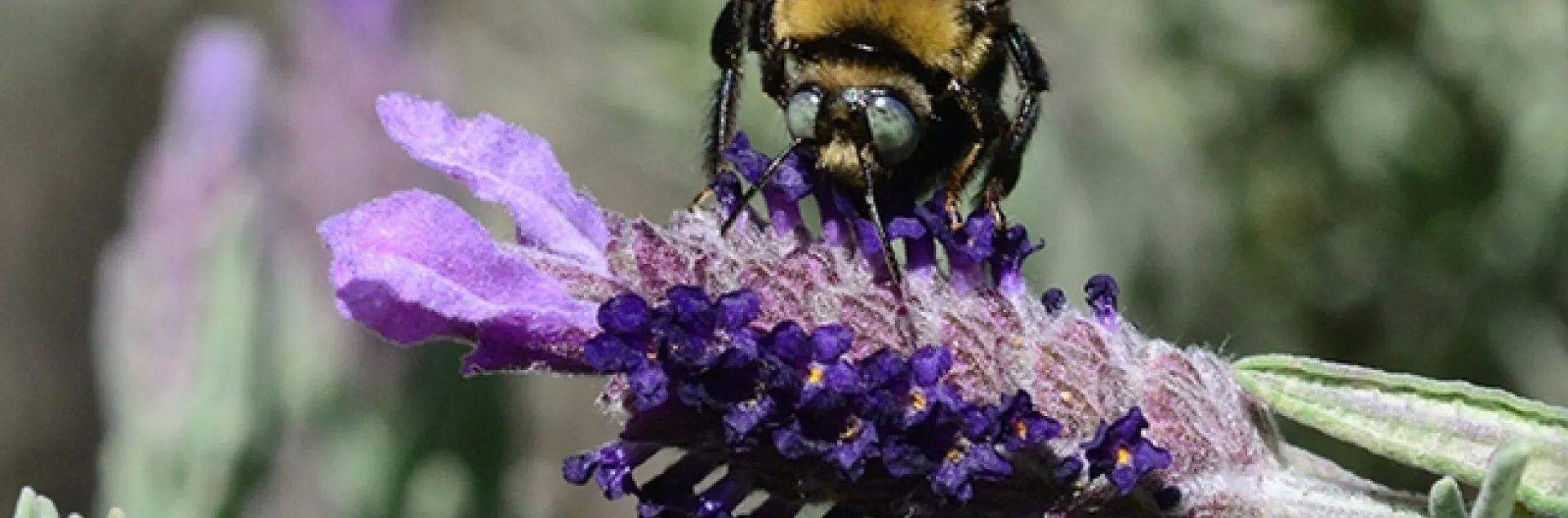 A male mountain carpenter bee, Xyclocopa tabaniformis orpifex, nectaring on Spanish lavender. (Photo by Kathy Keatley Garvey)