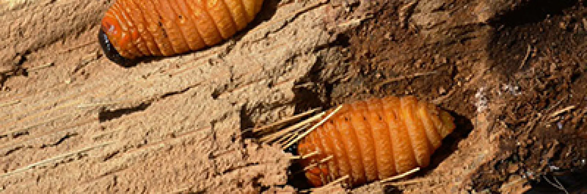 South-American-Palm-Weevil-banner