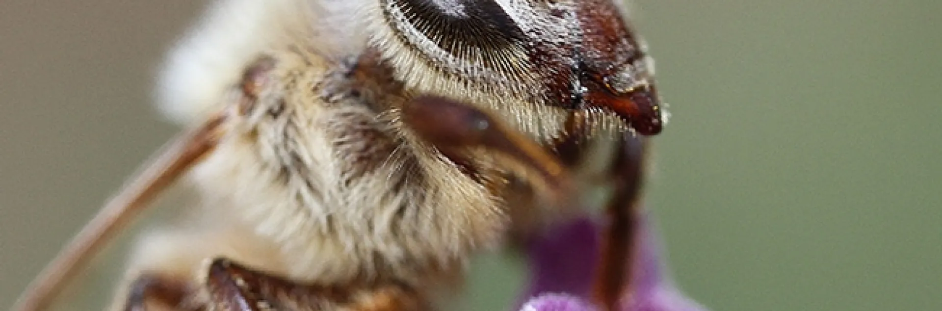 Close-up of the eye of a honey bee. (Photo by Kathy Keatley Garvey)