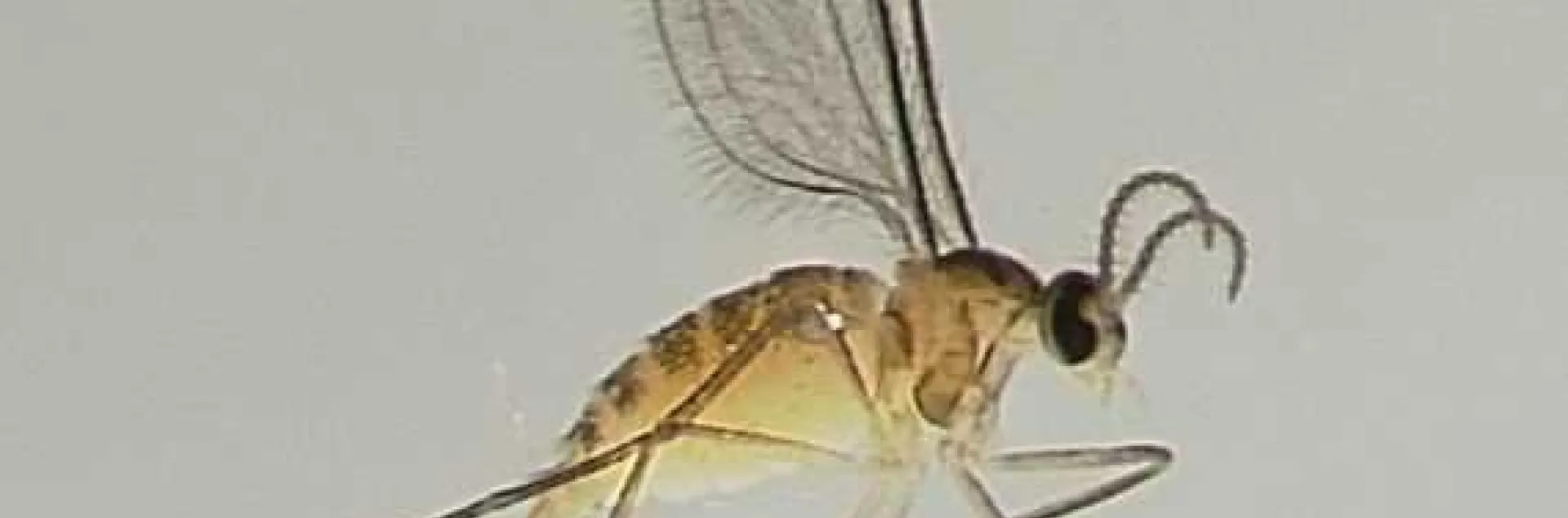 blueberry gall midge