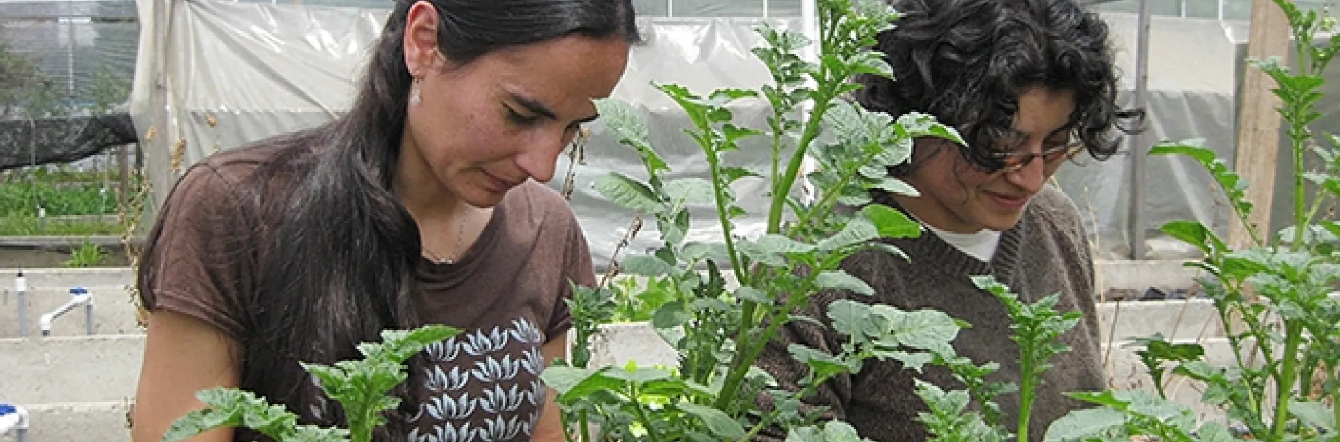 Katja Poveda (left), assistant professor of entomology at Cornell, working on potatoes in her greenhouse.