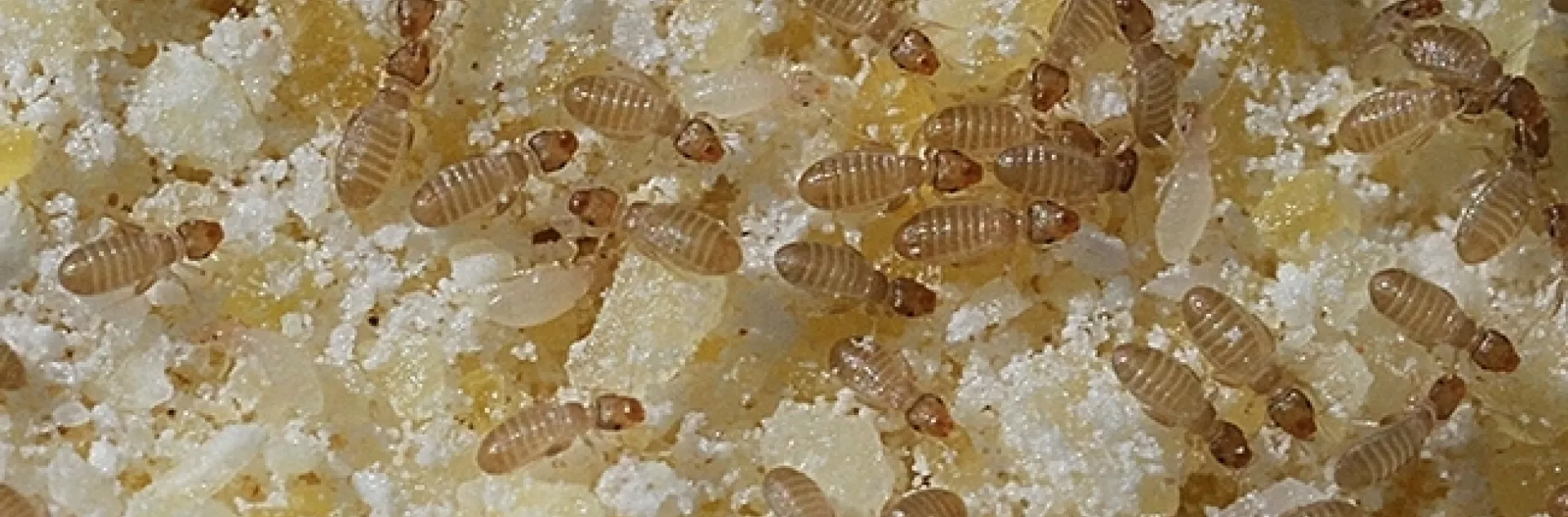 Booklice, Liposcelis bostrychophila, in cornmeal. This image was taken with a Canon MPE-65mm lens. The bugs are five times their life size. (Photo by Kathy Keatley Garvey)