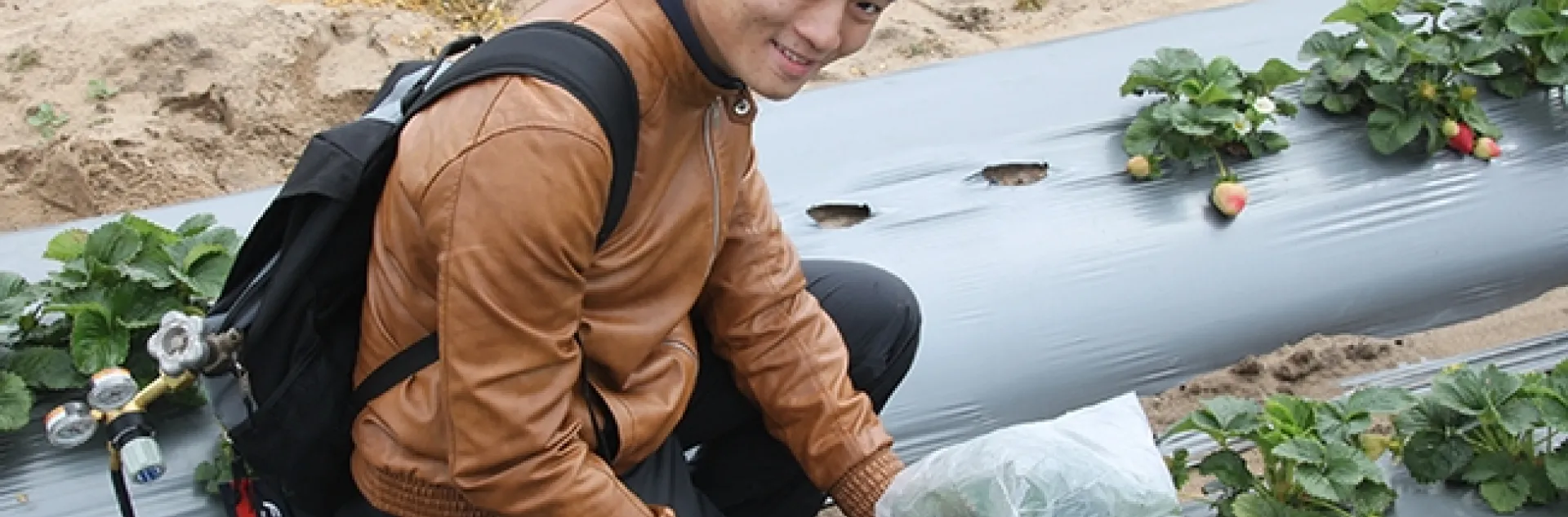 Hoang Danh “Derrick” Nguyen, who is studying for his master's degree in entomology with major professor Christian Nansen, is shown here sampling insects from strawberry plants. (Photo by Christian Nansen)