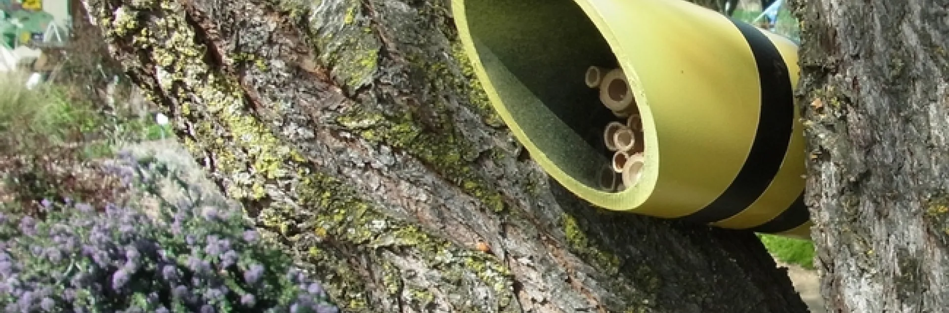 Solitary bee nest