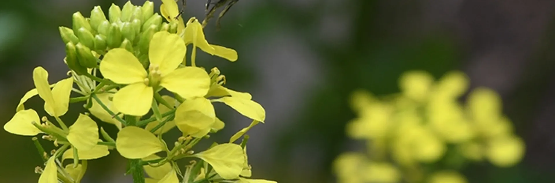 A pollen-laded yellow-faced bumble bee, Bombus vosnesenskii, buzzes toward a mustard blossom. (Photo by Kathy Keatley Garvey)