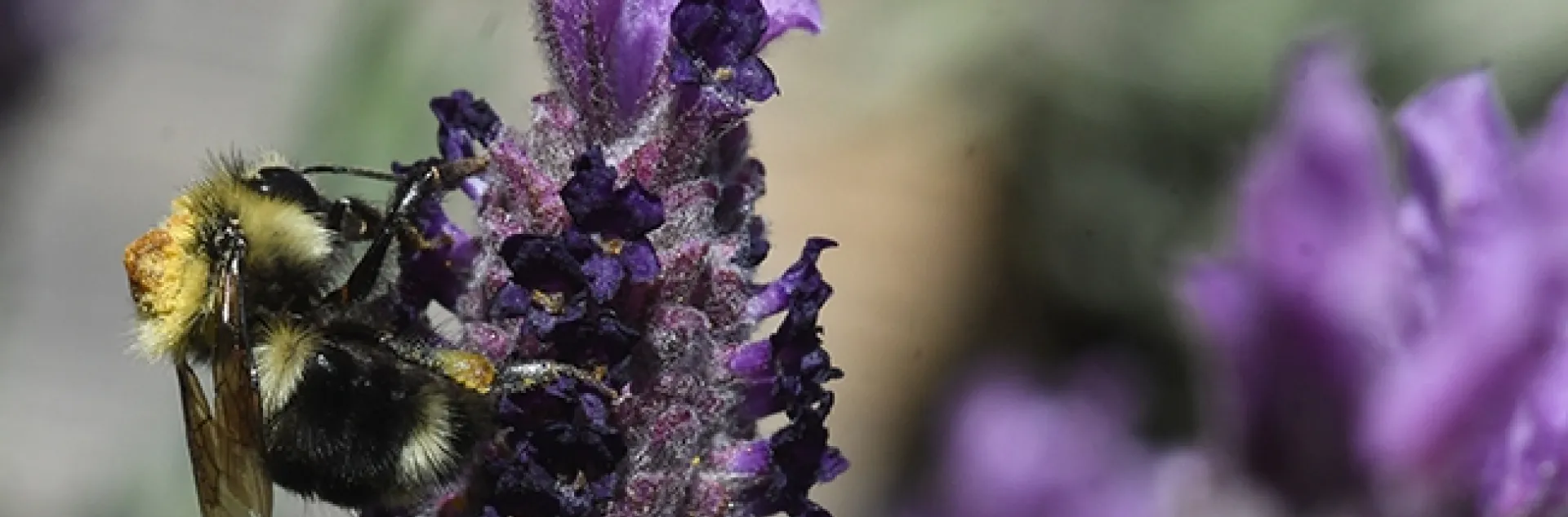 A black-tailed bumble bee, Bombus melanopygus with a thick load of resin on her thorax. She had just visited a nototribic flower. (Photo by Kathy Keatley Garvey)