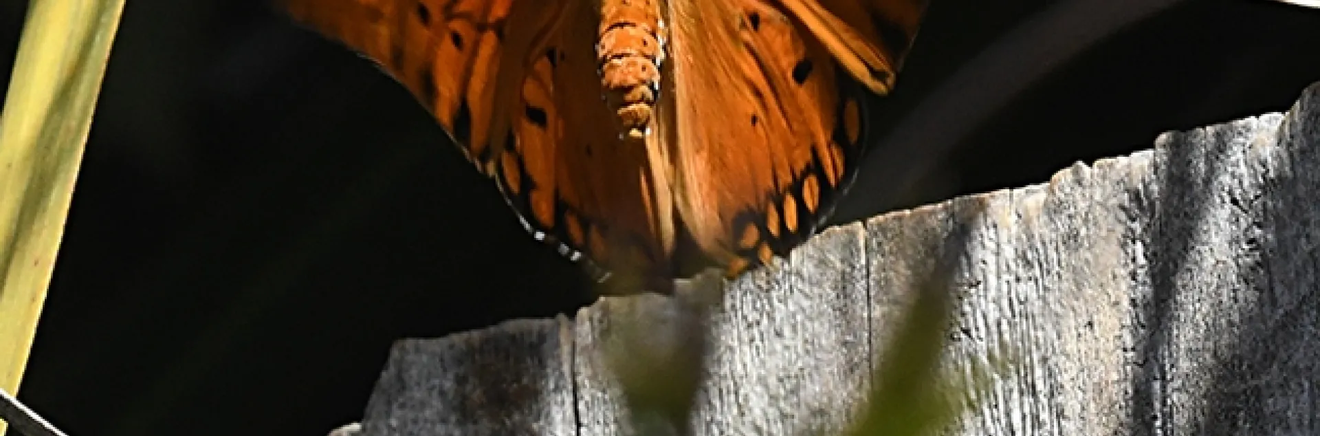 Gulf Fritillary (Agraulis vanillae) soars over a fence to lay its eggs on its host plant, the passionflower vine. (Photo by Kathy Keatley Garvey)