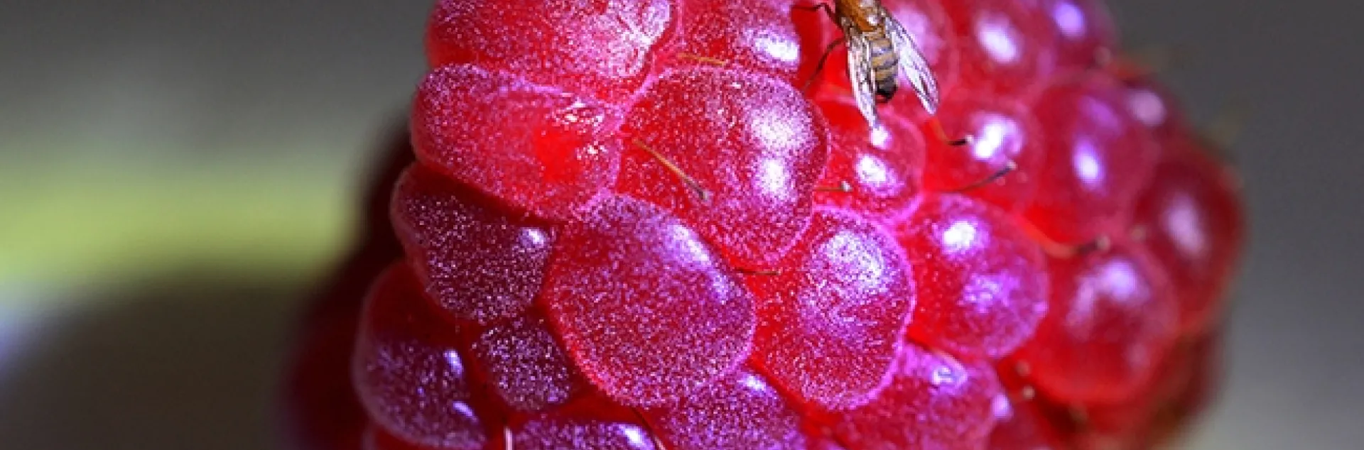 Spotted Wing Drosophila, Drosophila suzukii, on raspberry. (Photo by Kathy Keatley Garvey)
