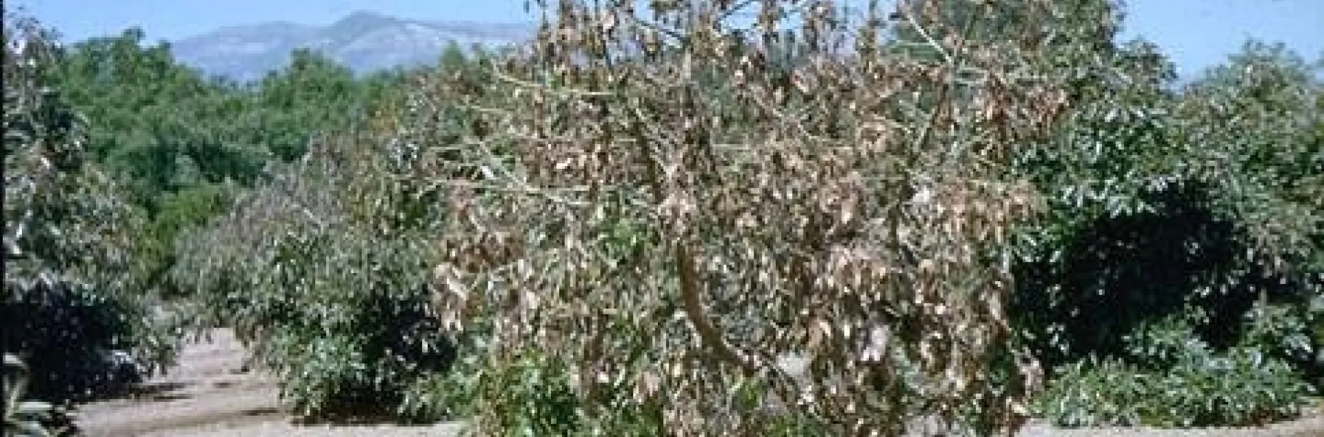 avocado verticillium
