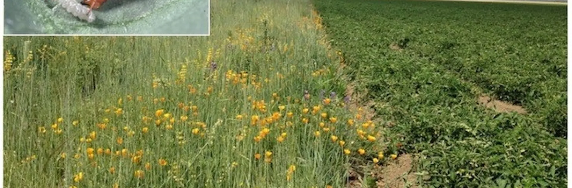 insectary plants webpage 1