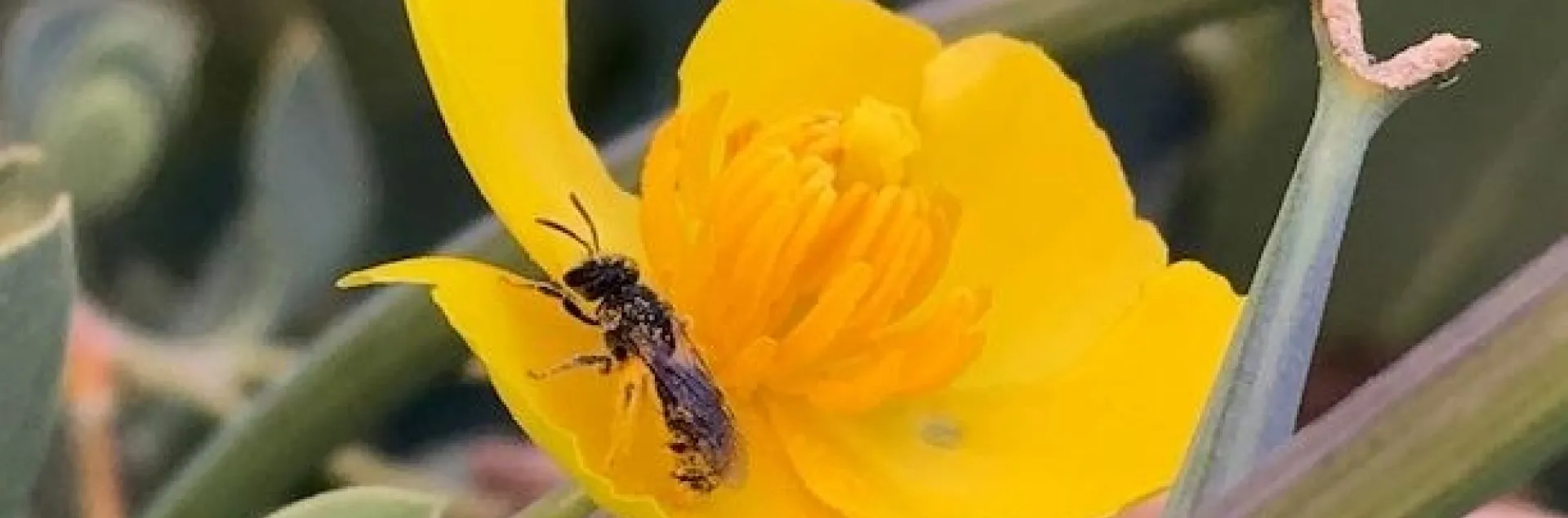 Native bee (probably a member of the Megachilidae family) on bush poppy (Dendromecon rigida).
