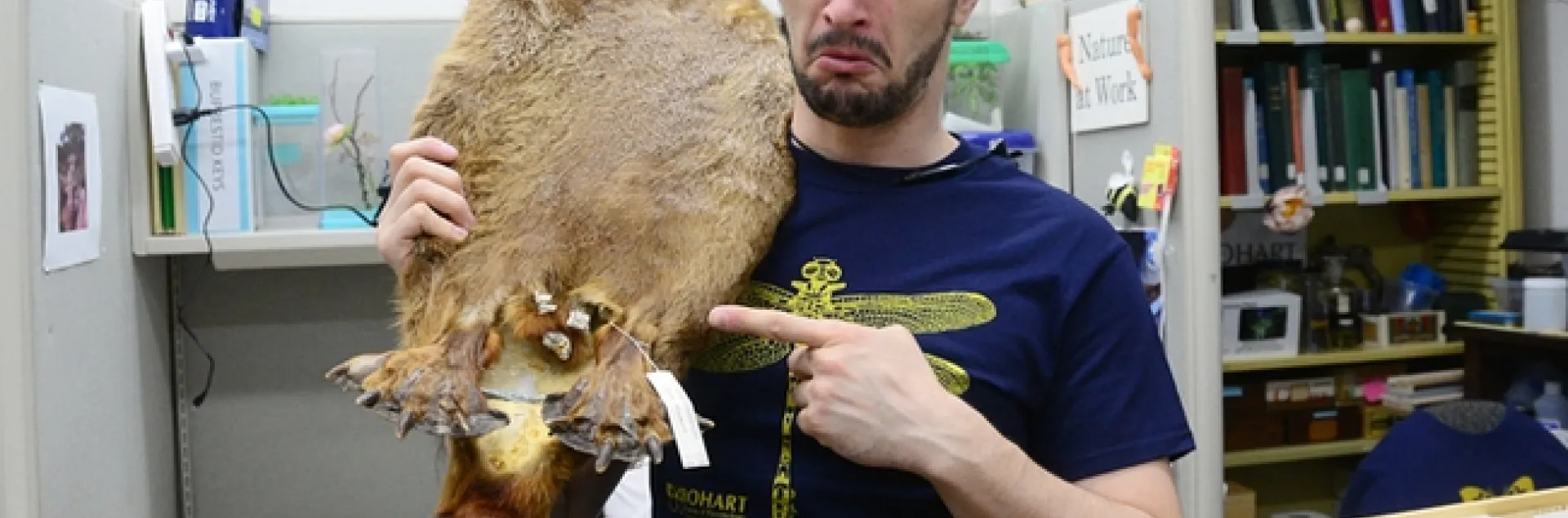 Entomology student and Bohart Museum associate Wade Spencer grimaces for the camera as he holds a beaver pelt and points to where a parasite lives. (Photo by Kathy Keatley Garvey)