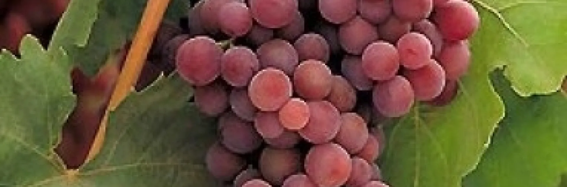 Uvas Flame Seedless