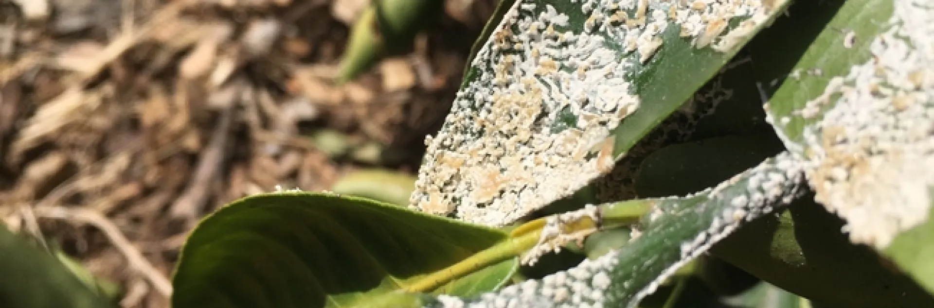 slime mold on citrus leaf