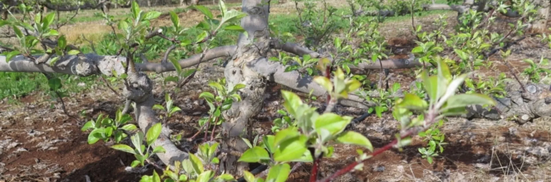An apple tree without much bloom