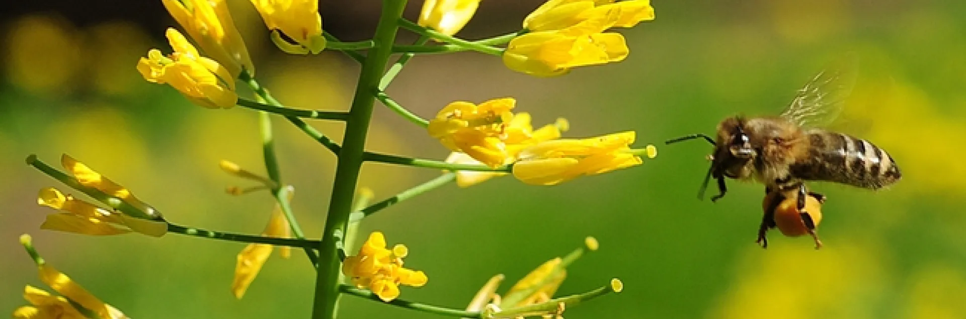 A honey bee in flight, as she adjusts her pollen load and cleans her tongue or proboscis. (Photo by Kathy Keatley Garvey)