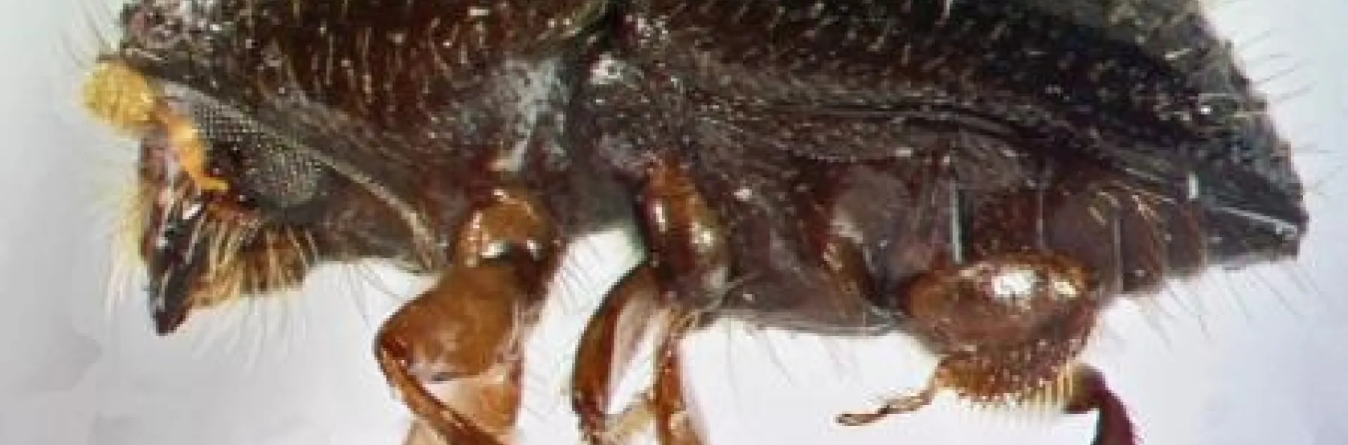 pshb insect